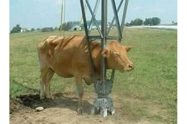 cow with head stuck in base of electrical tower