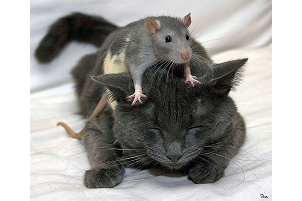 mouse on top of a cat
