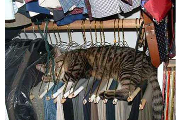 a cat hanging inside hangers